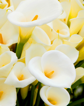 Без бренда «Белые каллы» в Екатеринбурге 