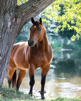 Без бренда «Лошадь у дерева» в Екатеринбурге 