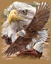 Без бренда «Коробка 20 шт: Орёл крупным планом» в Екатеринбурге 