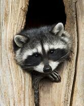 Без бренда «Енот в дупле» в Екатеринбурге 