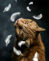 Без бренда «Кот среди перышек» в Екатеринбурге 