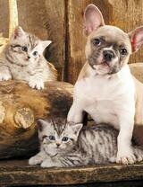 Без бренда «Милый щенок французского бульдога и два котёнка» в Екатеринбурге в интернет-магазине в Екатеринбурге Без бренда «Милый щенок французского бульдога и два котёнка» в Екатеринбурге
