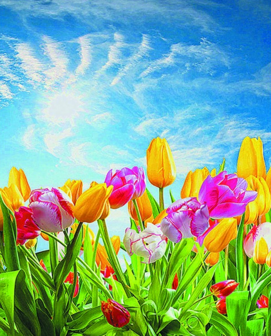 Мозаика 40x50 без подрамника Яркие тюльпаны на фоне голубого неба
