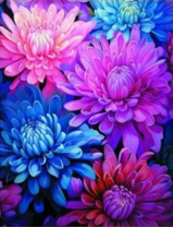 Синие хризантемы