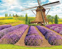 Небольшое поле лаванды у мельницы