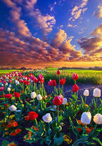 Без бренда «Поле тюльпанов под облачным небом» в Екатеринбурге в интернет-магазине в Екатеринбурге Без бренда «Поле тюльпанов под облачным небом» в Екатеринбурге